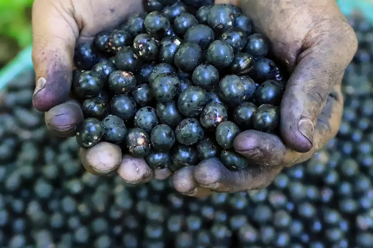 Cupped hands with freshly harvested açaí berries